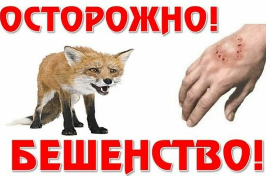 Информация по выявлению бешенства в России.