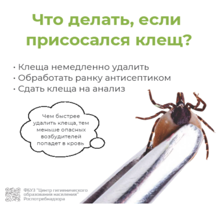 Информация по профилактике клещевых инфекций.