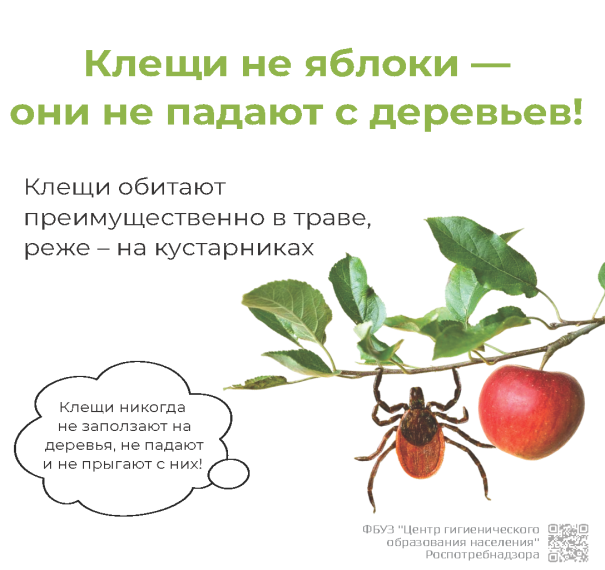 Информация по профилактике клещевых инфекций.
