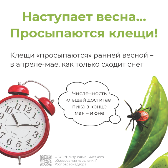 Информация по профилактике клещевых инфекций.