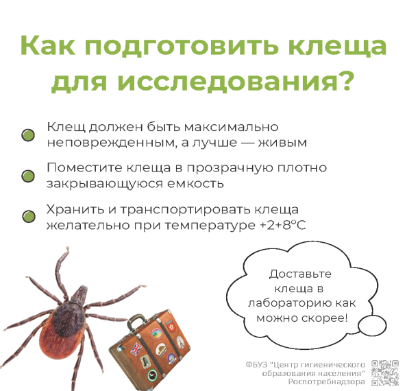 Информация по профилактике клещевых инфекций.