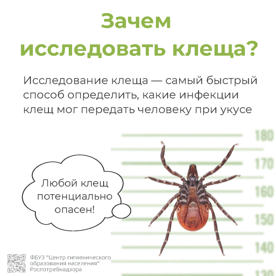 Информация по профилактике клещевых инфекций.