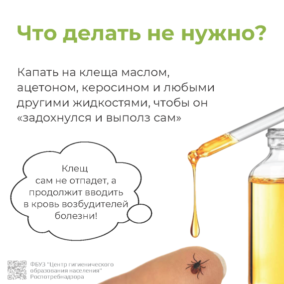 Информация по профилактике клещевых инфекций.